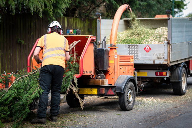 Trusted Land O Lakes, FL Tree Care Services Experts